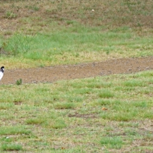 Vanellus miles at Greenway, ACT - 24 Jan 2018