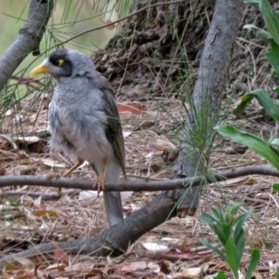 Manorina melanocephala (Noisy Miner) at Greenway, ACT - 24 Jan 2018 by RodDeb