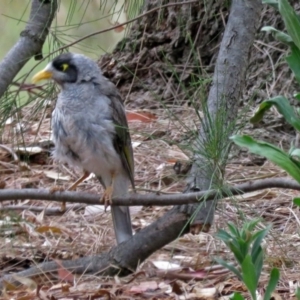 Manorina melanocephala at Greenway, ACT - 24 Jan 2018