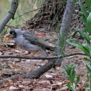 Manorina melanocephala at Greenway, ACT - 24 Jan 2018