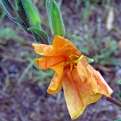 Oenothera stricta subsp. stricta (Common Evening Primrose) at Greenway, ACT - 24 Jan 2018 by RodDeb