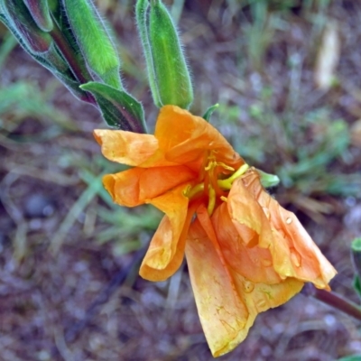 Oenothera stricta subsp. stricta (Common Evening Primrose) at Greenway, ACT - 24 Jan 2018 by RodDeb