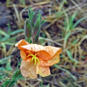 Oenothera stricta subsp. stricta at Greenway, ACT - 24 Jan 2018