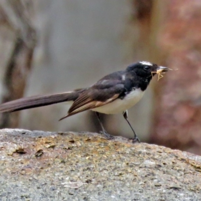 Rhipidura leucophrys (Willie Wagtail) at Pine Island to Point Hut - 24 Jan 2018 by RodDeb
