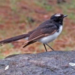 Rhipidura leucophrys at Greenway, ACT - 24 Jan 2018