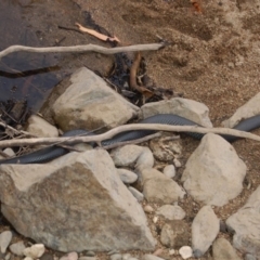 Pseudechis porphyriacus (Red-bellied Black Snake) at Namadgi National Park - 22 Jan 2018 by KMcCue