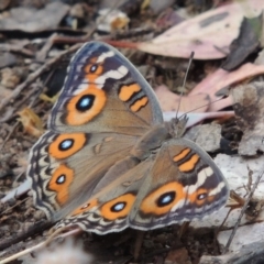 Junonia villida (Meadow Argus) at Rob Roy Range - 8 Jan 2018 by MichaelBedingfield