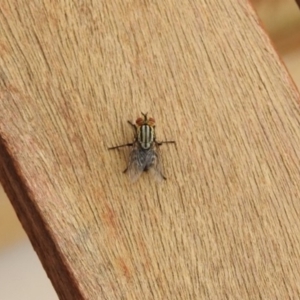 Sarcophagidae sp. (family) at Fadden, ACT - 28 Dec 2017