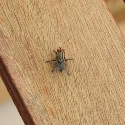 Sarcophagidae (family) (Unidentified flesh fly) at Fadden, ACT - 28 Dec 2017 by YumiCallaway