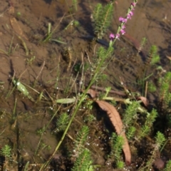 Spiranthes australis (Austral Ladies Tresses) at Gundaroo, NSW - 25 Jan 2018 by MaartjeSevenster