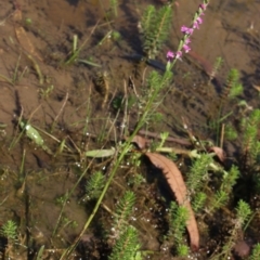 Spiranthes australis (Austral Ladies Tresses) at Gundaroo, NSW - 24 Jan 2018 by MaartjeSevenster