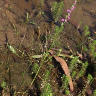 Spiranthes australis (Austral Ladies Tresses) at Gundaroo, NSW - 25 Jan 2018 by MaartjeSevenster