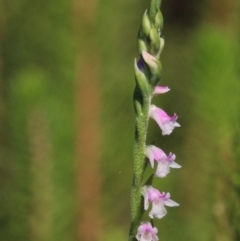 Spiranthes australis (Austral Ladies Tresses) at Gundaroo, NSW - 25 Jan 2018 by MaartjeSevenster