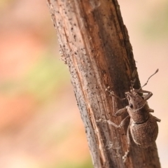 Naupactus cervinus at Fadden, ACT - 29 Dec 2017 02:32 PM