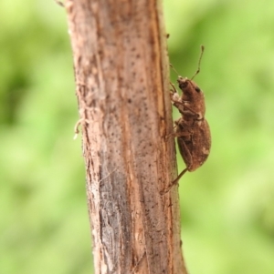 Naupactus cervinus at Fadden, ACT - 29 Dec 2017 02:32 PM