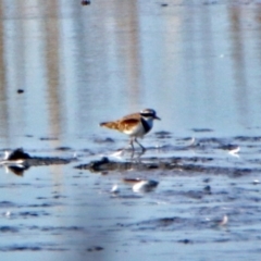 Charadrius melanops (Black-fronted Dotterel) at Fyshwick, ACT - 23 May 2017 by RodDeb