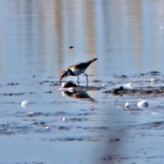 Charadrius melanops at Fyshwick Sewerage Treatment Plant - 23 May 2017