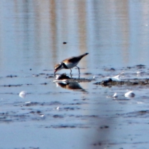 Charadrius melanops at Fyshwick Sewerage Treatment Plant - 23 May 2017