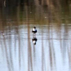 Erythrogonys cinctus (Red-kneed Dotterel) at Fyshwick, ACT - 23 May 2017 by RodDeb