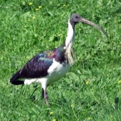 Threskiornis spinicollis (Straw-necked Ibis) at Fyshwick Sewerage Treatment Plant - 15 Apr 2017 by RodDeb