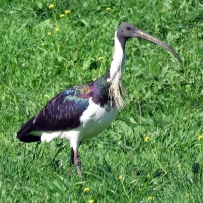 Threskiornis spinicollis (Straw-necked Ibis) at Fyshwick Sewerage Treatment Plant - 15 Apr 2017 by RodDeb