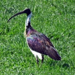 Threskiornis spinicollis at Fyshwick Sewerage Treatment Plant - 15 Apr 2017