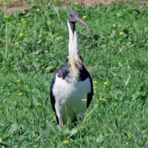 Threskiornis spinicollis at Fyshwick Sewerage Treatment Plant - 15 Apr 2017 01:57 PM