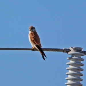 Falco cenchroides at Fyshwick Sewerage Treatment Plant - 11 Jul 2017 02:39 PM