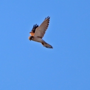 Falco cenchroides at Fyshwick Sewerage Treatment Plant - 11 Jul 2017