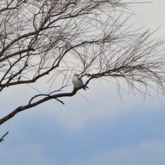 Elanus axillaris (Black-shouldered Kite) at Fyshwick, ACT - 11 Jul 2017 by RodDeb