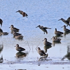 Malacorhynchus membranaceus (Pink-eared Duck) at Fyshwick, ACT - 23 May 2017 by RodDeb