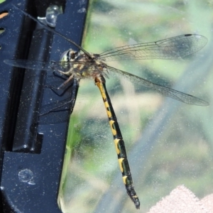 Hemicordulia australiae at Fadden, ACT - 30 Dec 2017 11:52 AM