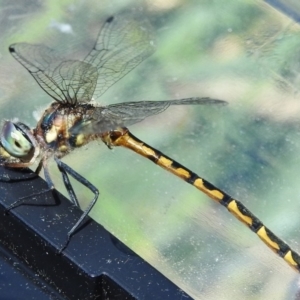 Hemicordulia australiae at Fadden, ACT - 30 Dec 2017 11:52 AM