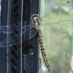 Hemicordulia australiae at Fadden, ACT - 30 Dec 2017 11:52 AM