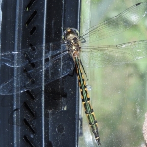 Hemicordulia australiae at Fadden, ACT - 30 Dec 2017 11:52 AM