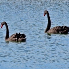 Cygnus atratus (Black Swan) at Fyshwick Sewerage Treatment Plant - 23 May 2017 by RodDeb