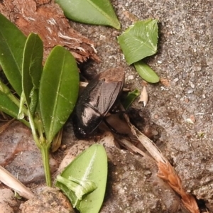 Cydnidae (family) at Fadden, ACT - 29 Dec 2017