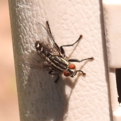 Sarcophagidae (family) (Unidentified flesh fly) at Fadden, ACT - 1 Jan 2018 by YumiCallaway