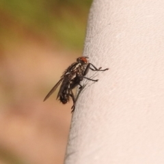 Sarcophagidae (family) at Fadden, ACT - 1 Jan 2018 10:53 AM