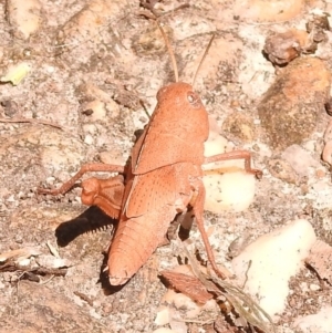 Goniaea australasiae at Fadden, ACT - 1 Jan 2018