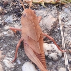 Goniaea australasiae at Fadden, ACT - 1 Jan 2018