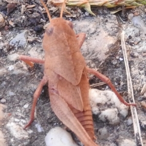 Goniaea australasiae at Fadden, ACT - 1 Jan 2018