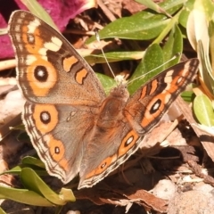 Junonia villida (Meadow Argus) at Fadden, ACT - 1 Jan 2018 by YumiCallaway