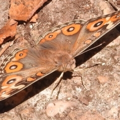 Junonia villida at Fadden, ACT - 1 Jan 2018