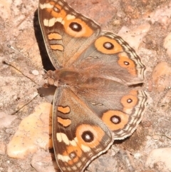 Junonia villida at Fadden, ACT - 1 Jan 2018