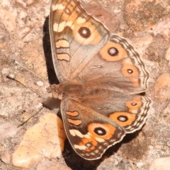 Junonia villida at Fadden, ACT - 1 Jan 2018