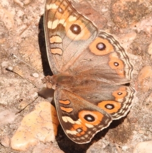 Junonia villida at Fadden, ACT - 1 Jan 2018