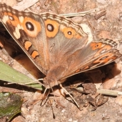 Junonia villida at Fadden, ACT - 1 Jan 2018