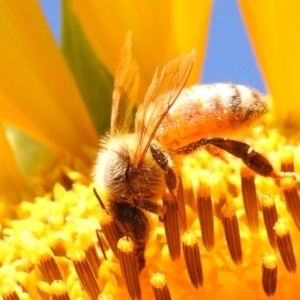 Apis mellifera at Fadden, ACT - 1 Jan 2018