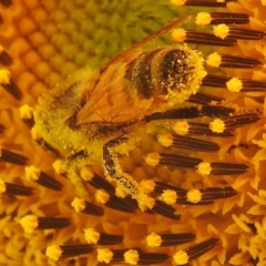 Apis mellifera at Fadden, ACT - 1 Jan 2018